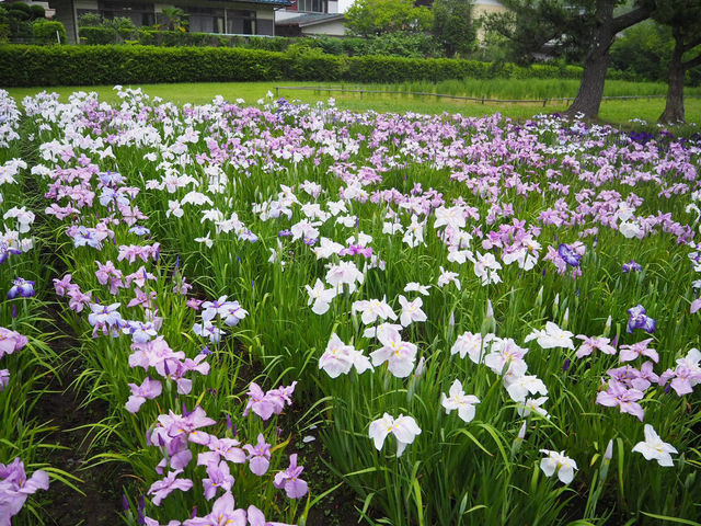 【千葉・佐倉】佐倉城址公園の菖蒲🌿✨