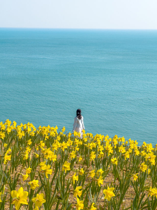 봄의 시작을 알리는 노랑빛 동화같은 풍경 💛