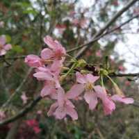 聚龍山公園🌸 櫻花谷🌸
