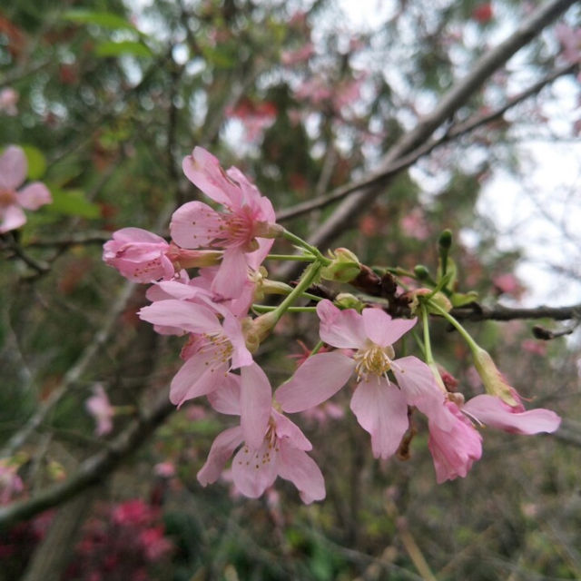 聚龍山公園🌸 櫻花谷🌸