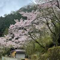 ～中村公園～櫻花下的浪漫～