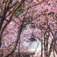 武漢中山公園~櫻花魅影