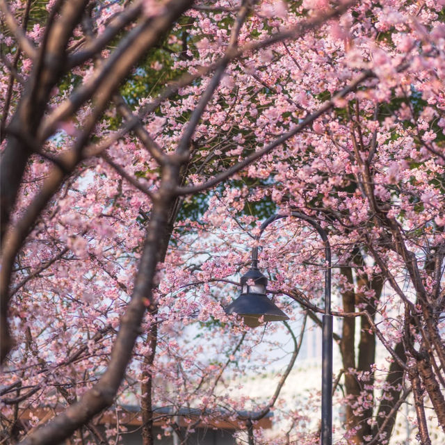 武漢中山公園~櫻花魅影