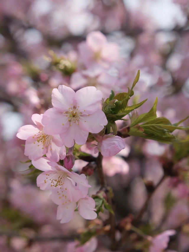 靜安雕塑公園賞櫻攻略：藏在都市裡的粉色