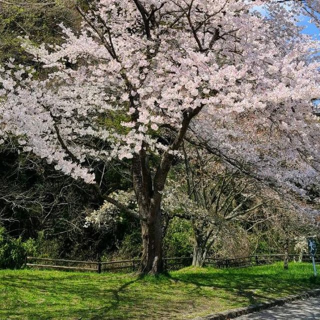 Dainohara Forest Park (台原森林公園)