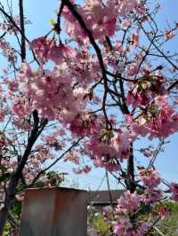溪頭森林遊樂園
