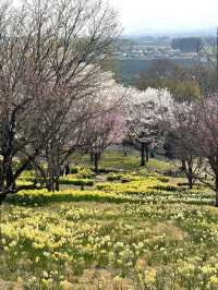 【栃木×春の那須旅】13万本の水仙と桜のコラボが見られる公園