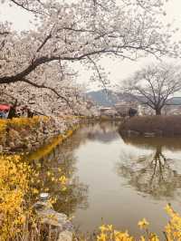 Capture the Beauty of Spring at Yeonhwaji Lake!