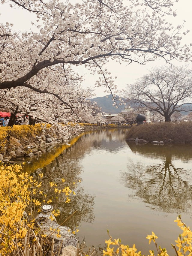 Capture the Beauty of Spring at Yeonhwaji Lake!