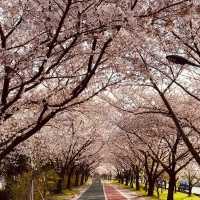 An Underrated Spring Gem in Busan!