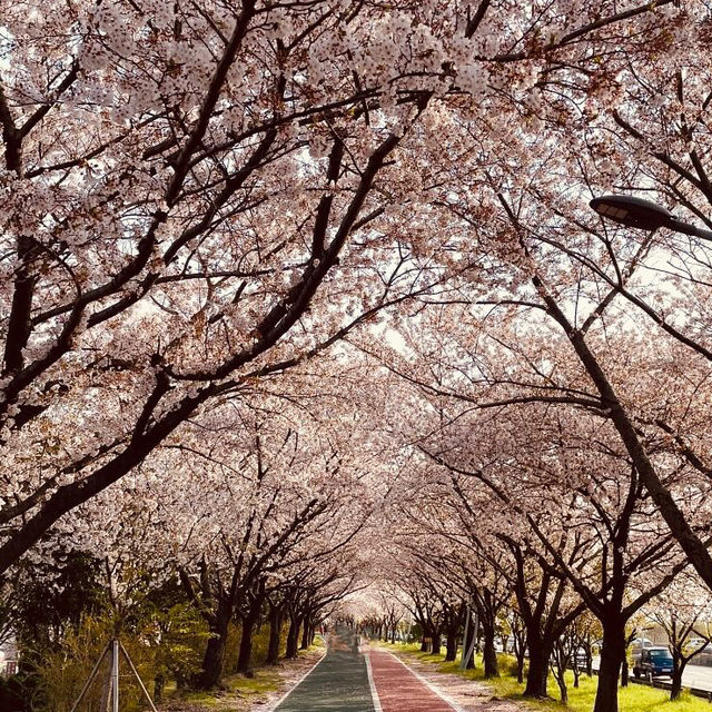 An Underrated Spring Gem in Busan!