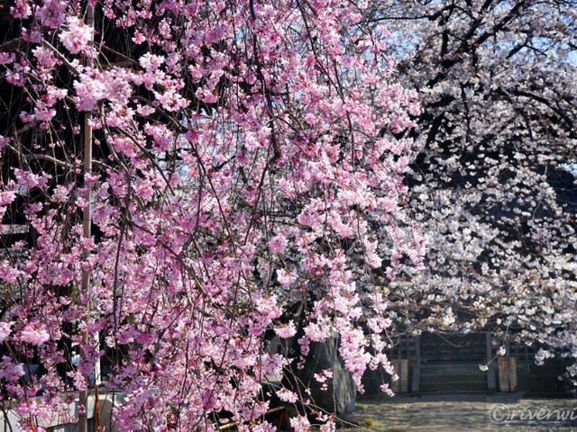 【東京】隠れた桜の名所！「諏訪山　吉祥寺」