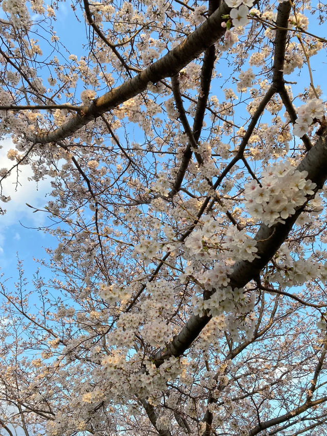 春天的夢幻之旅