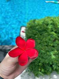 ParkRoyal KL’s Pool is Spring Oasis