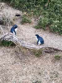 Penguin Parade at Philip Island