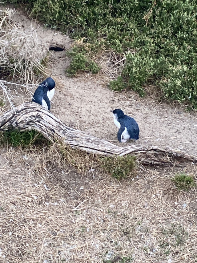 Penguin Parade at Philip Island