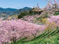 Chasing Sakura at Chiba