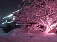 Chasing Sakura at Hirosaki Park Sakura Light Up