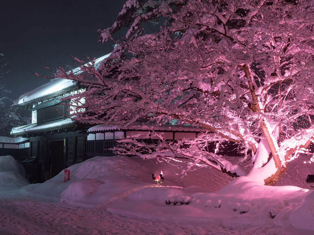 Chasing Sakura at Hirosaki Park Sakura Light Up