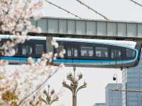Chasing Sakura at Wuhan, China