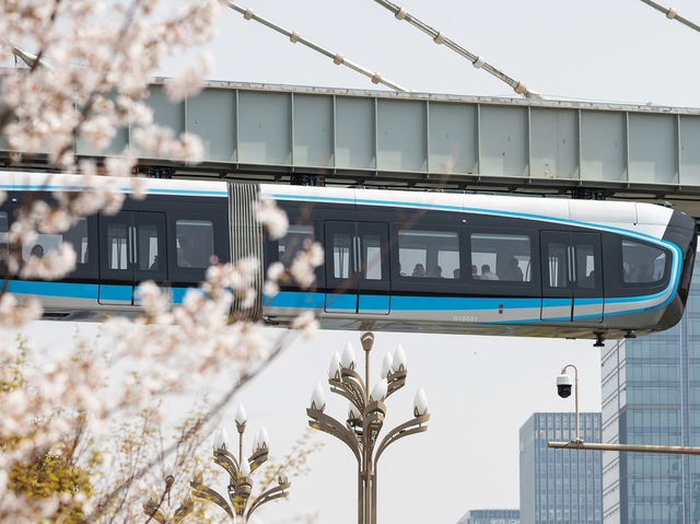 Chasing Sakura at Wuhan, China