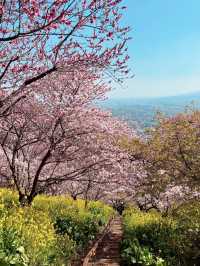 MATSUDA CHERRY BLOSSOM FESTIVAL | A PINK PARADISE IN FULL BLOOM 