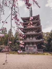Chasing Sakura in Kyoto II