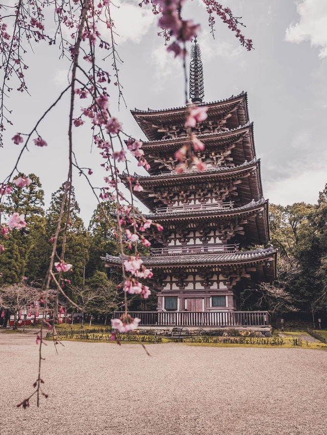 Chasing Sakura in Kyoto II