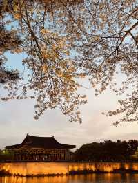 A Golden Hour Sakura Encounter at Donggung Palace & Wolji Pond