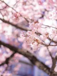 Chasing Sakura at Atami Castle