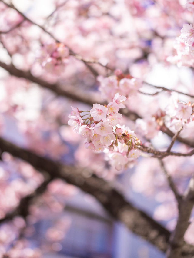 Chasing Sakura at Atami Castle
