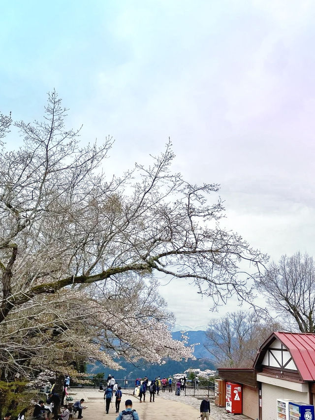 Spring Trekking at Mt. Takao: A Flower-Filled Adventure🌸