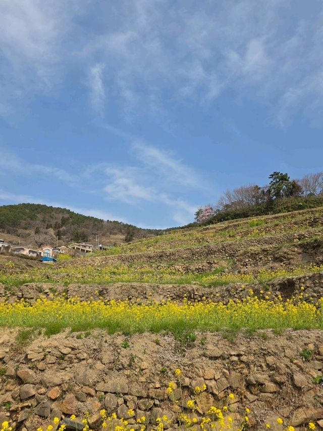 💛작고 귀여운 다랭이 마을💛