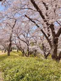 경주의 작은 벚꽃 왕국🌸
