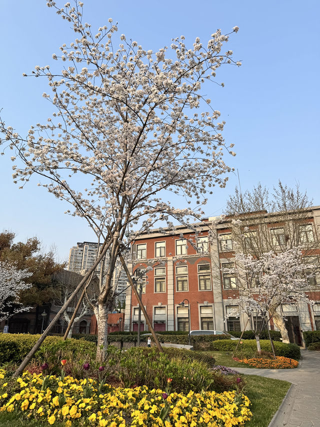 Historical University in Shanghai is blooming beautifully 
