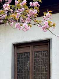 A Rare Floral Wonder: Green Sakura at Xihui Park
