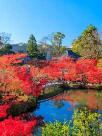京都の紅葉名所10選 🍁✨