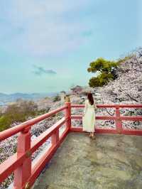 和歌山 ❤︎ 近畿で1番早い開花宣言 🌸