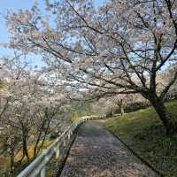 藻巖山·高地櫻花秘境