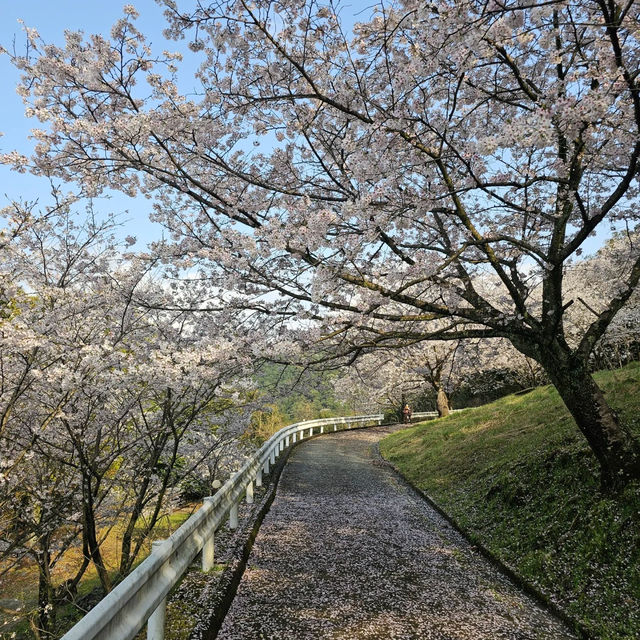 藻巖山·高地櫻花秘境