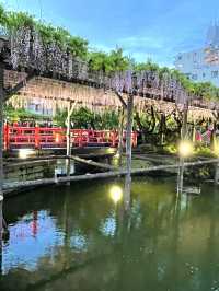 【東京×亀戸天神社】東京の藤の名所  ライトアップされさらに妖艶に・・