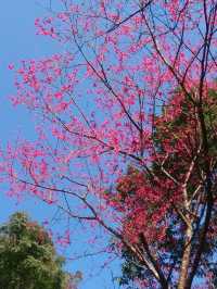 🌸** 烏來區以其自然美景**🌸