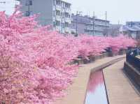 Kawazu-Zakura Cherry Trees in Yodo, Kyoto 