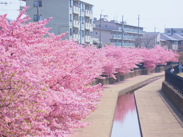 Kawazu-Zakura Cherry Trees in Yodo, Kyoto 
