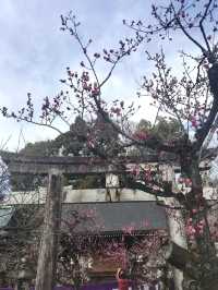 Spring at Kitano Tenmangū – A Plum Blossom Paradise