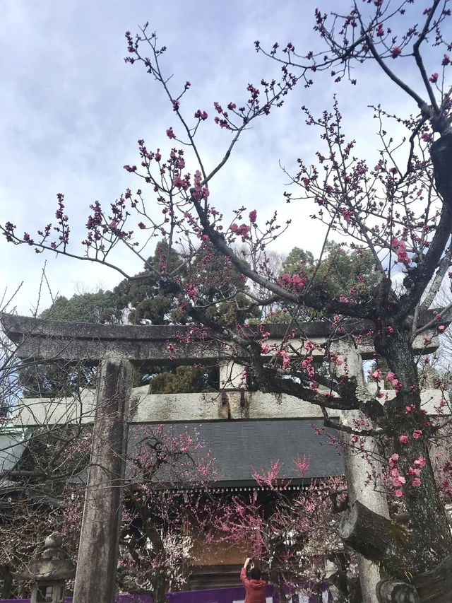 Spring at Kitano Tenmangū – A Plum Blossom Paradise
