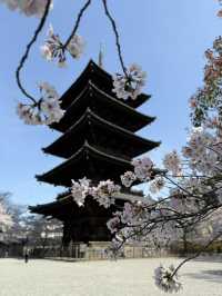 【京都】まだ間に合う！関西の桜スポット！