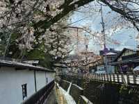 櫻花紛飛的高山飛驒〔中橋〕的春日奇蹟