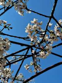 Chasing the Last Cherry Blooms in Alishan