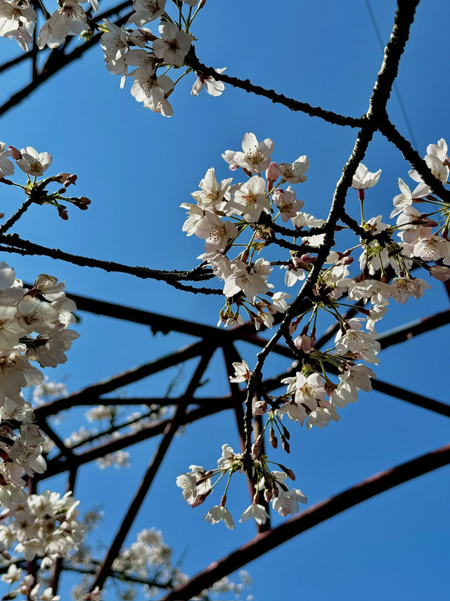 Chasing the Last Cherry Blooms in Alishan